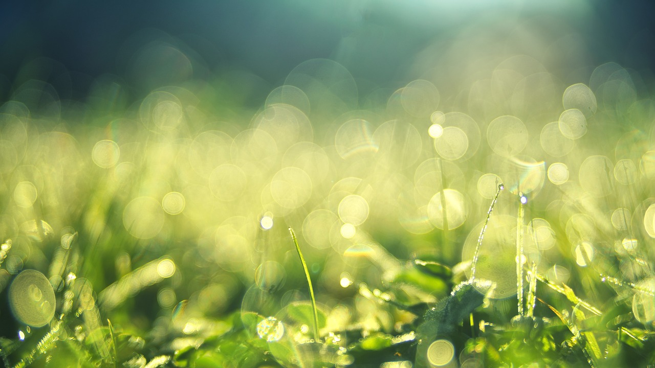 The Philosophy of the Green Movement and Its Politics